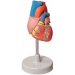 MODELLO ANATOMICO CUORE IN DIMENSIONI REALI NUMERATO - ingrandimento 1X - colorato - 2 parti